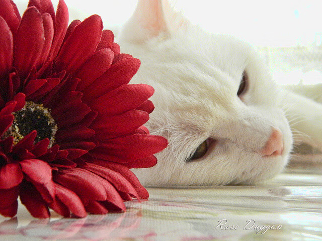 乐鱼体育-《新规则新挑战：电竞赛事规则改变带来的影响》，电竞规范