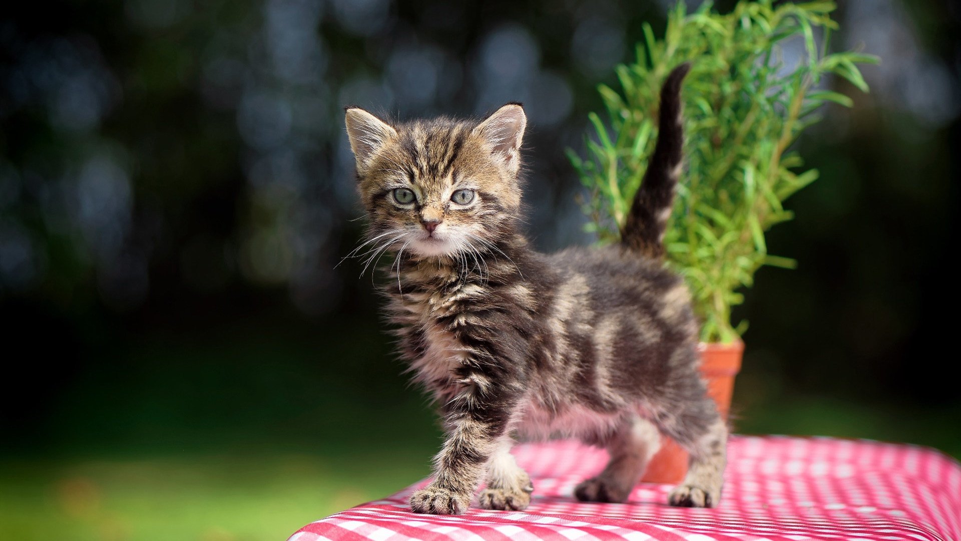 快船齐心协力,掌控比赛节奏