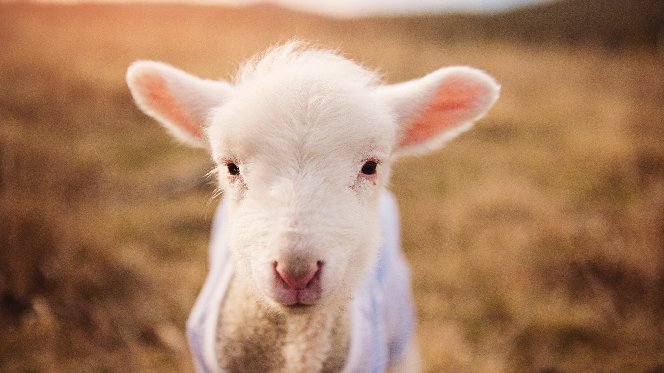乐鱼电竞-明日方舟未来战队大赛即将开启，策略布局引人期待，明日方舟联赛攻略
