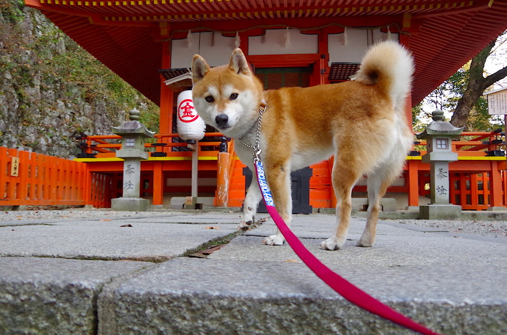 乐鱼电竞在线平台-特色足球产业联盟在全国多地点成立，推动行业链深度融合，全国足球特色园系统平台