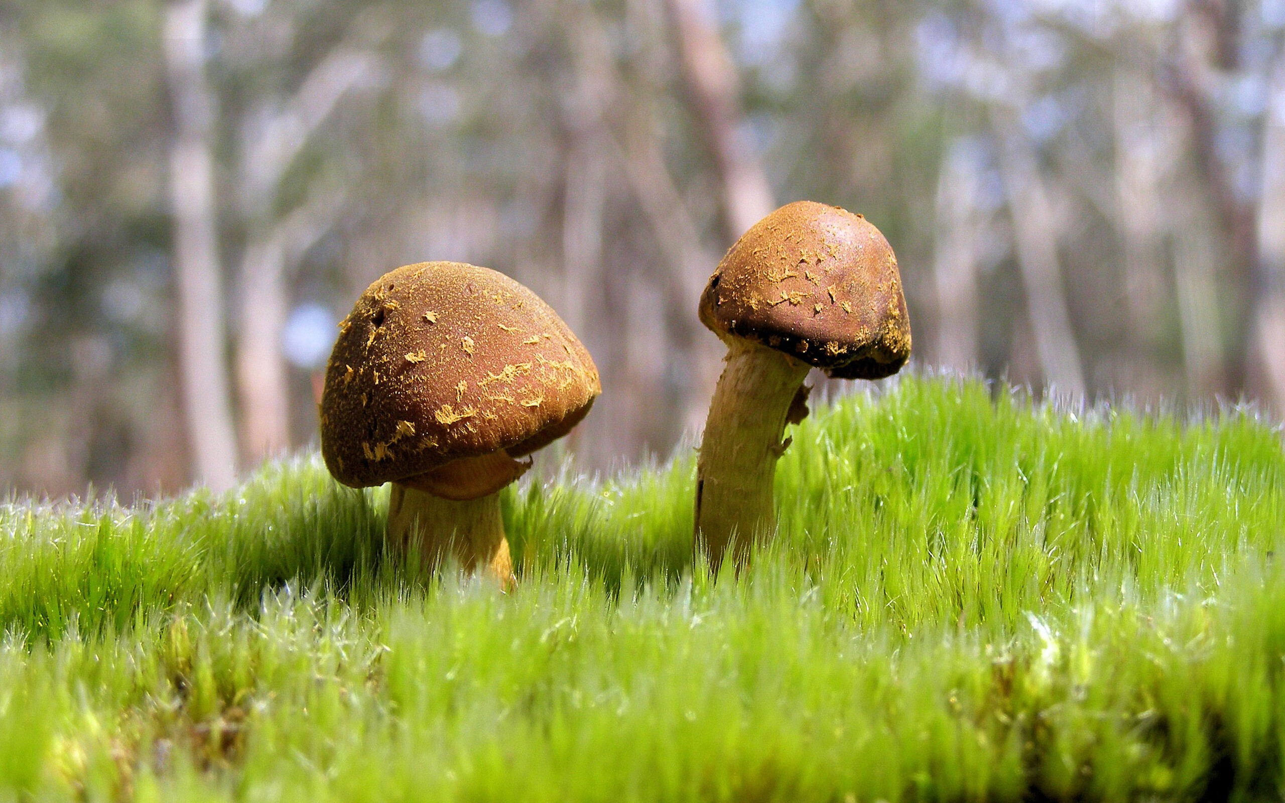 神级扑救：门将的英雄时刻盘点，惊艳全场，门将神级扑救视频合集