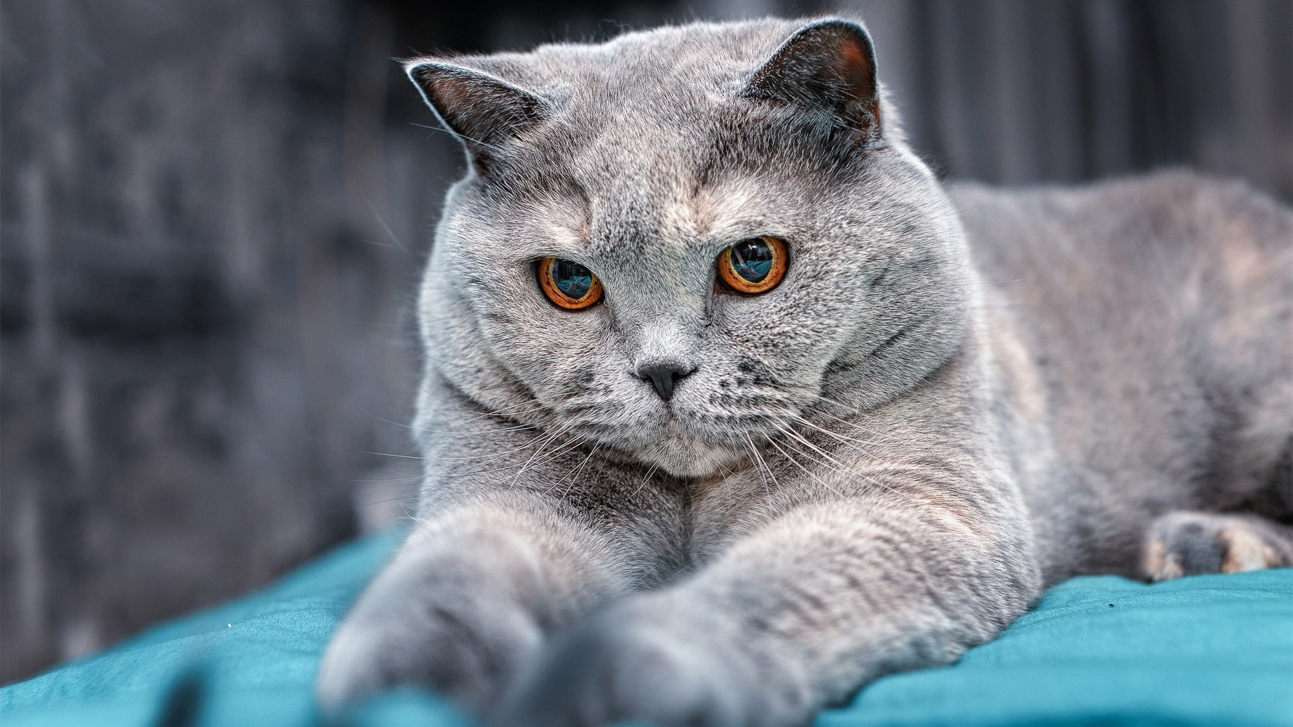 乐鱼电竞· (中国)官方网站-乌克兰在欧洲预赛中与瑞士交锋——力争晋级，乌克兰与瑞士足球比分预测