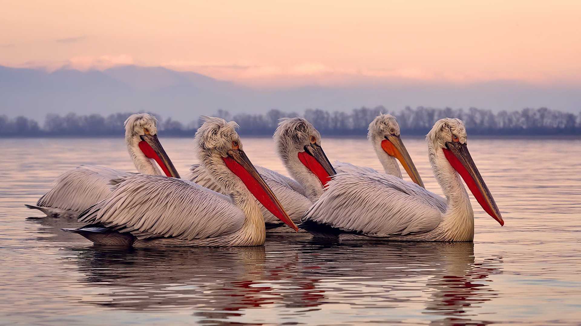 乌克兰在欧洲预赛中与瑞士交锋——力争晋级,乌克兰和瑞士比赛