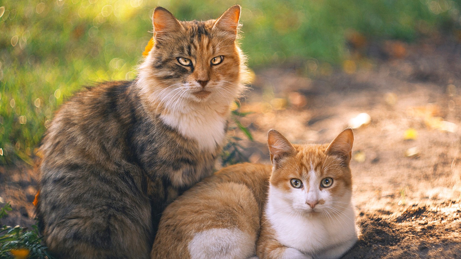 战火燃烧场上，红蓝对决引人窥探胜负离谱，红蓝色火焰