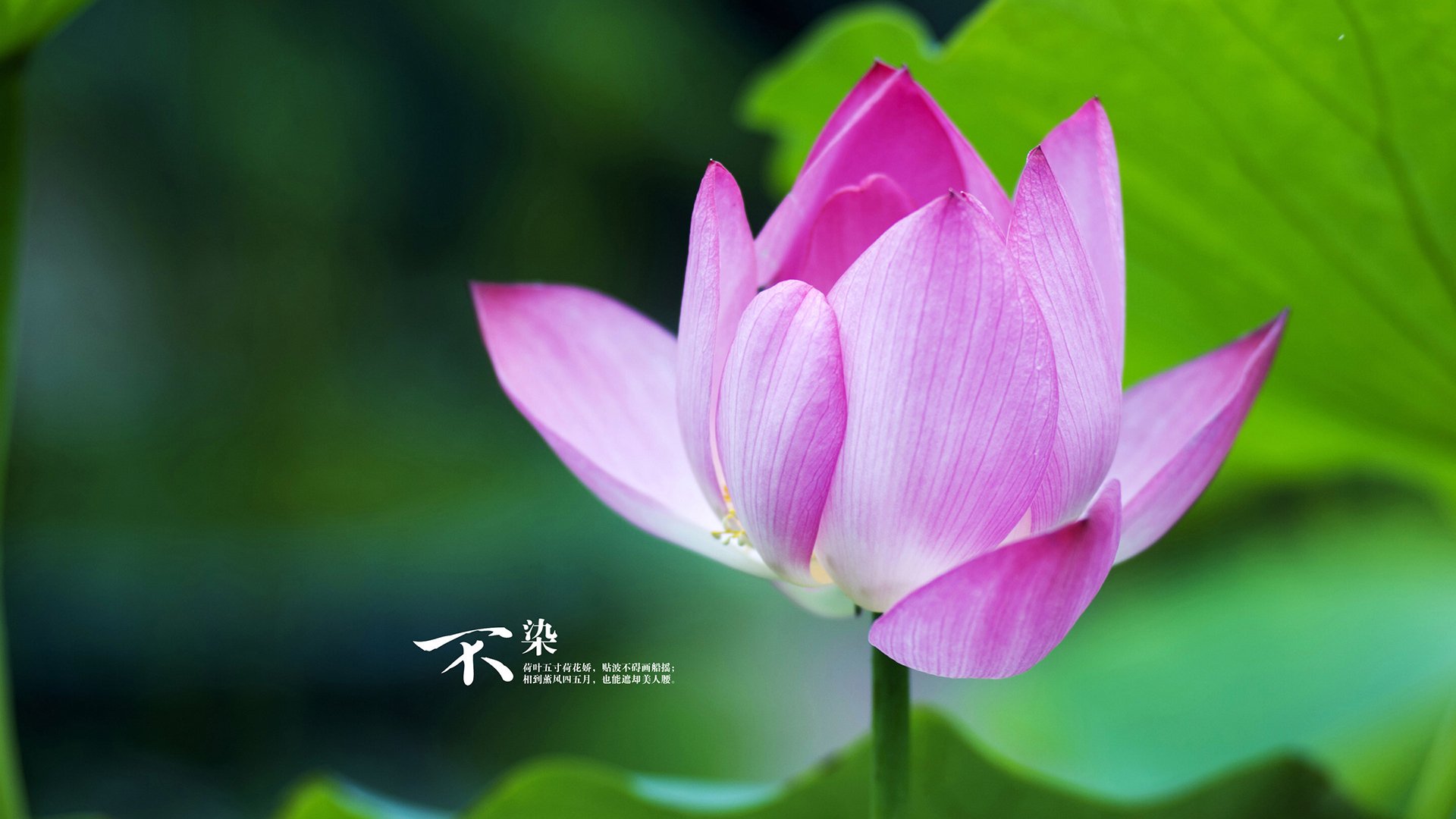 新闻:莱比锡惊险过关,晋级欧冠半决赛!,欧冠半决赛莱比锡对巴黎圣日耳曼