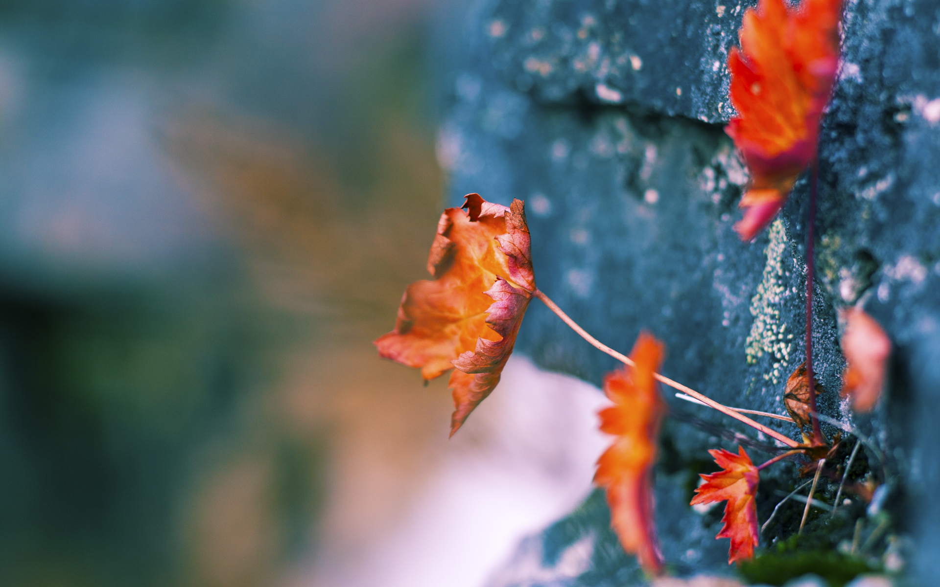 森林狼逆转太阳,系列赛焦点战中爱德华兹双手暴扣点燃全场,森林狼队爱德华兹