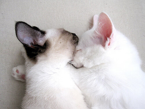 河南男篮惨败浙江，遗憾终结赛季，河南男篮队员名单