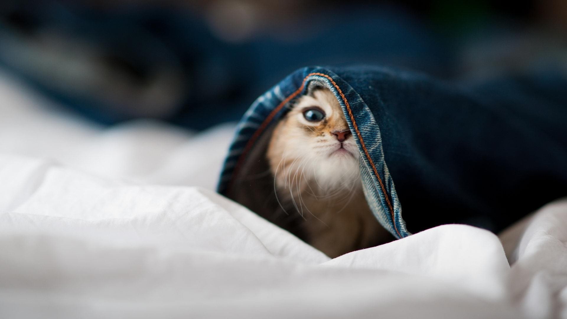 下载乐鱼体育APP-篮网小将爆发助球队力克灰熊，nba篮网对灰熊