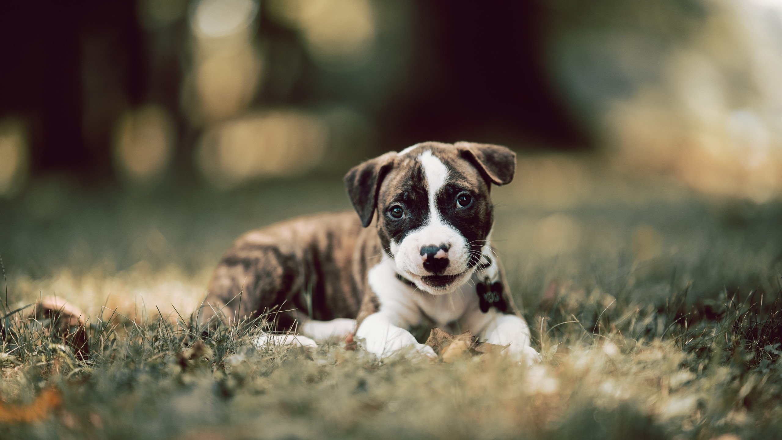 队长大发神威，带领球队晋级下一轮，队长在场上代表他们的球队