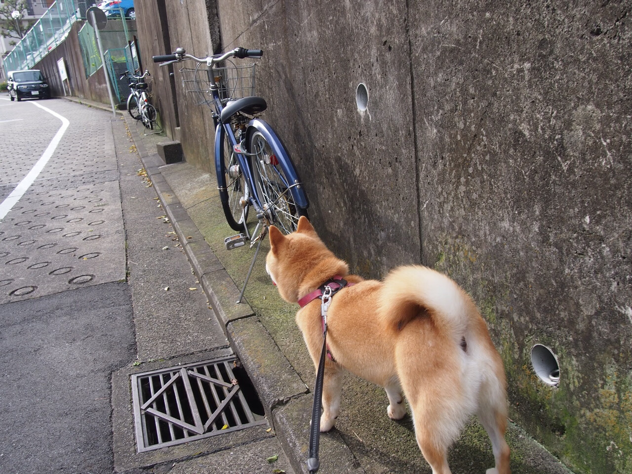 世界青少年长跑挑战赛在美国举行,激励中国少年,青少年长跑训练pdf