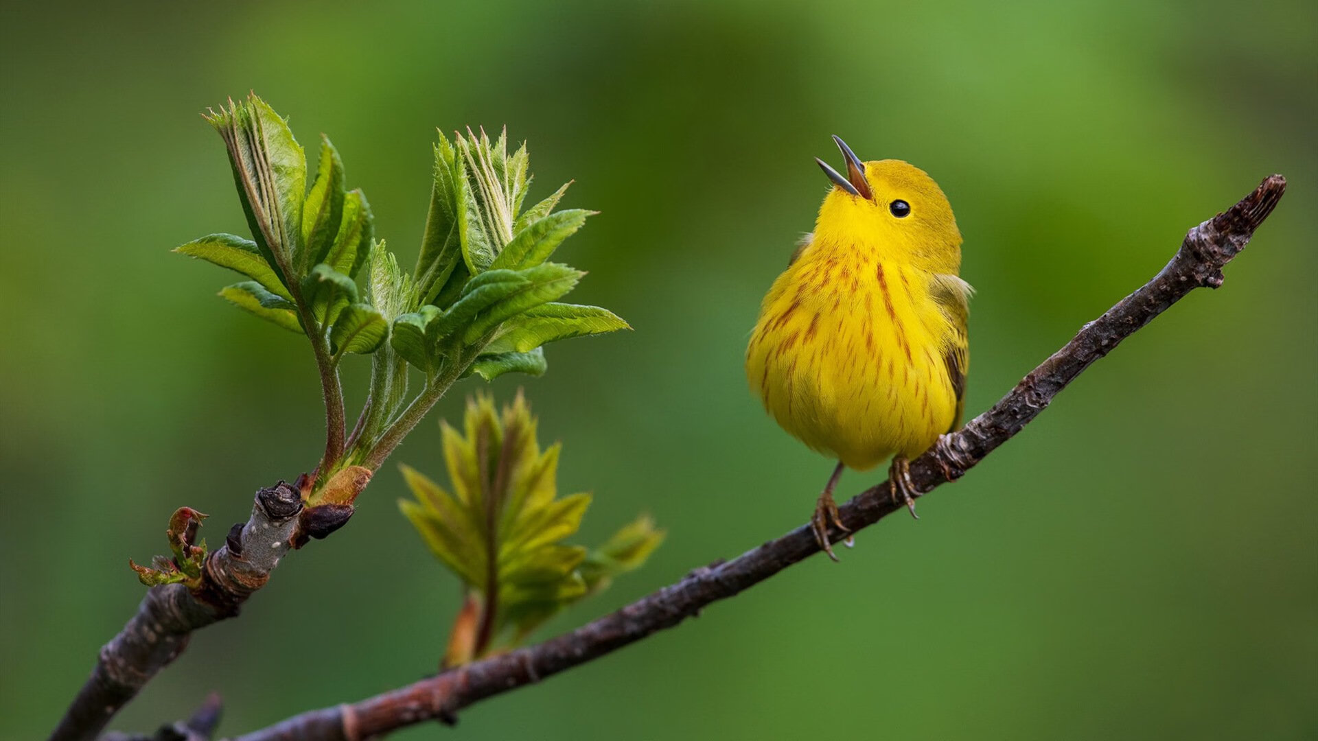 中国篮球联赛数据分析技术应用及案例研究，中国全国篮球联赛数据