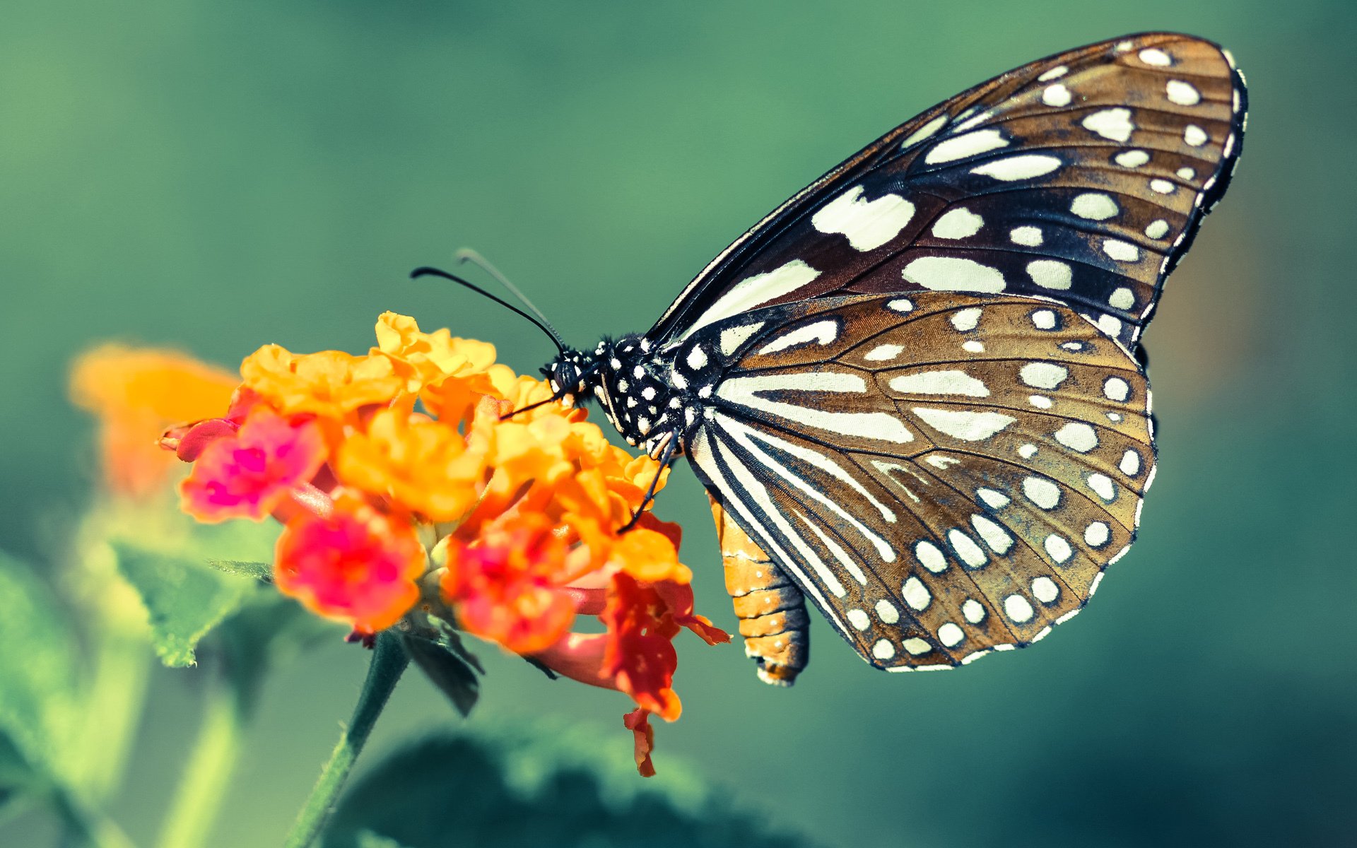 体育课程对学生心理韧性影响的长期跟踪分析,体育课对学生影响及帮助,心得体会