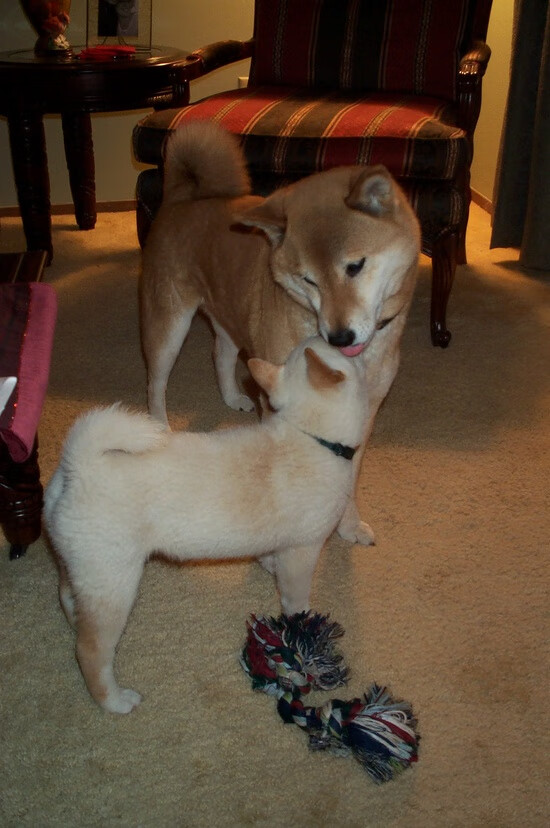 乐鱼体育平台app下载-波兰乒乓队未来发展战略：如何通过技术提升与战术创新超越，波兰乒乓球选手