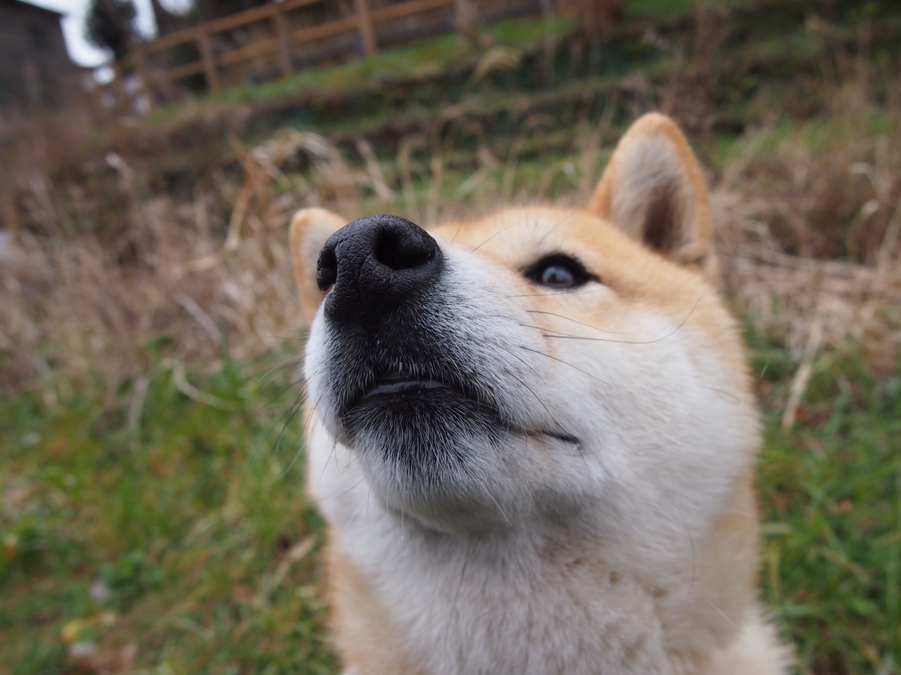 赫罗纳高位压迫打乱对手组织节奏,赫罗纳对萨拉戈萨