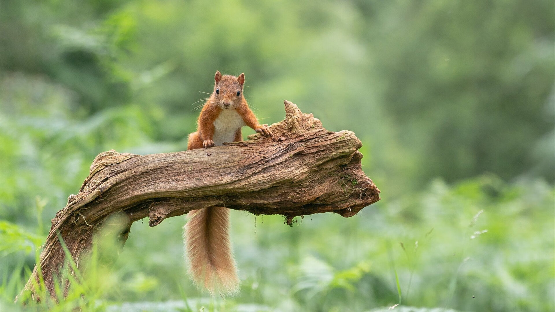 LEYU SPORTS中国官方网站-国内裁判培训体系改革全面提升执法专业水平，裁判培训计划