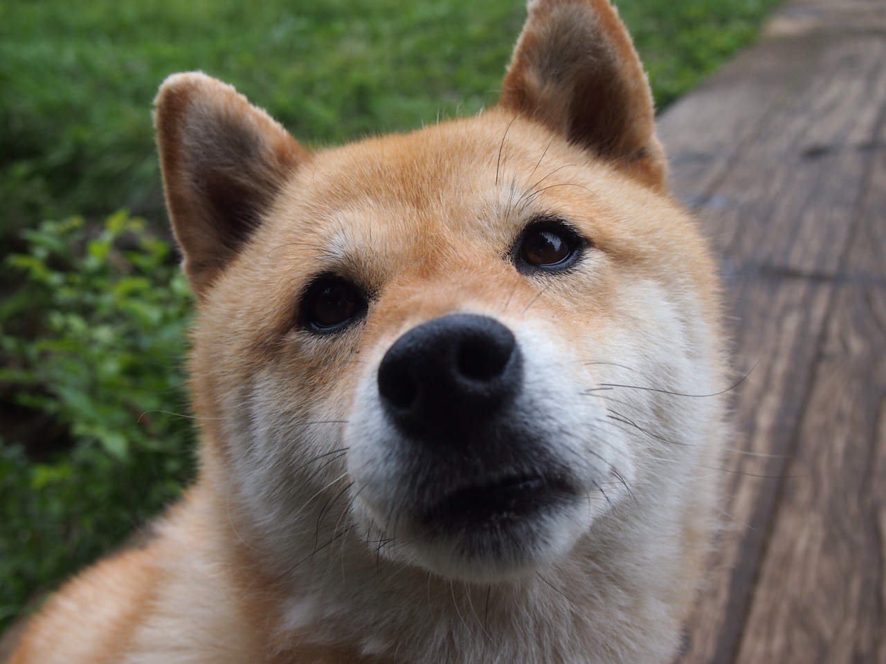 足球主教练论坛探讨国际战术趋势,国际足联教练